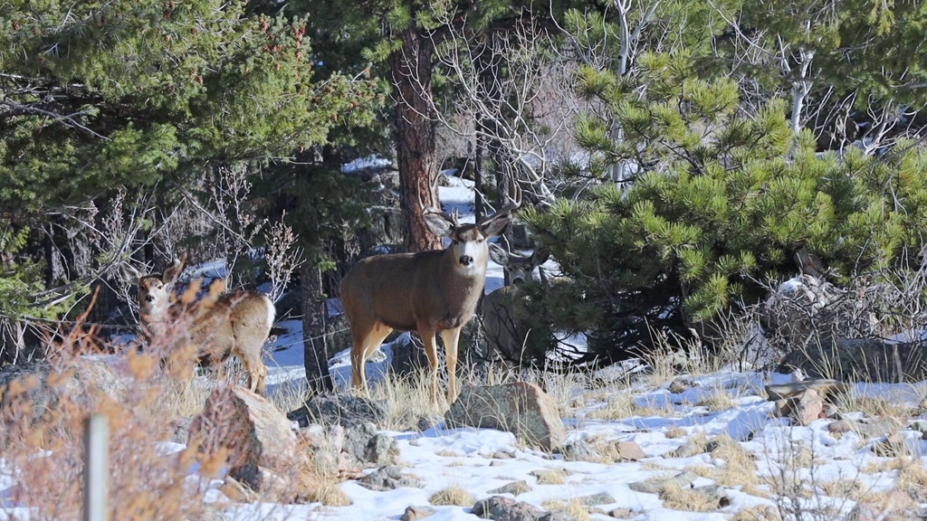 deer in forest